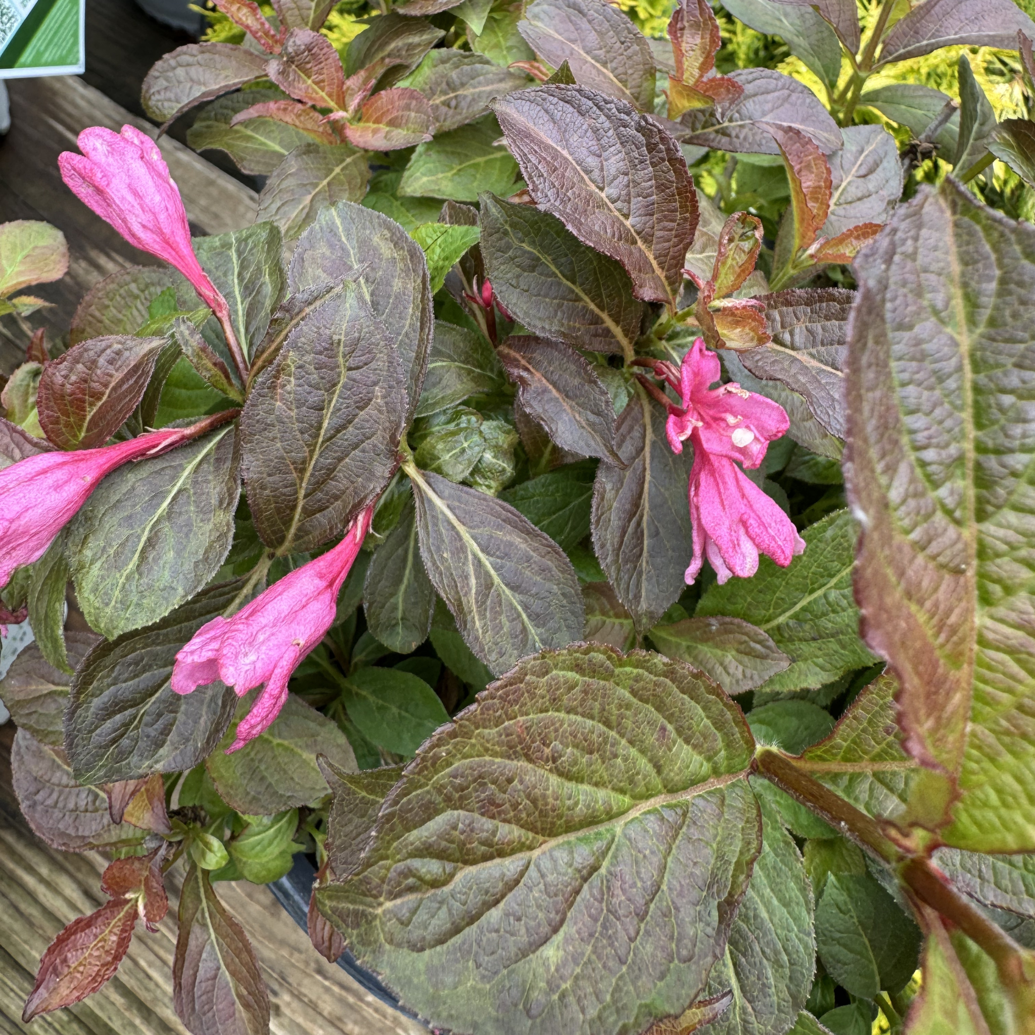 Midnight Sun Weigela