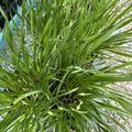 Millennium Ornamental Chive