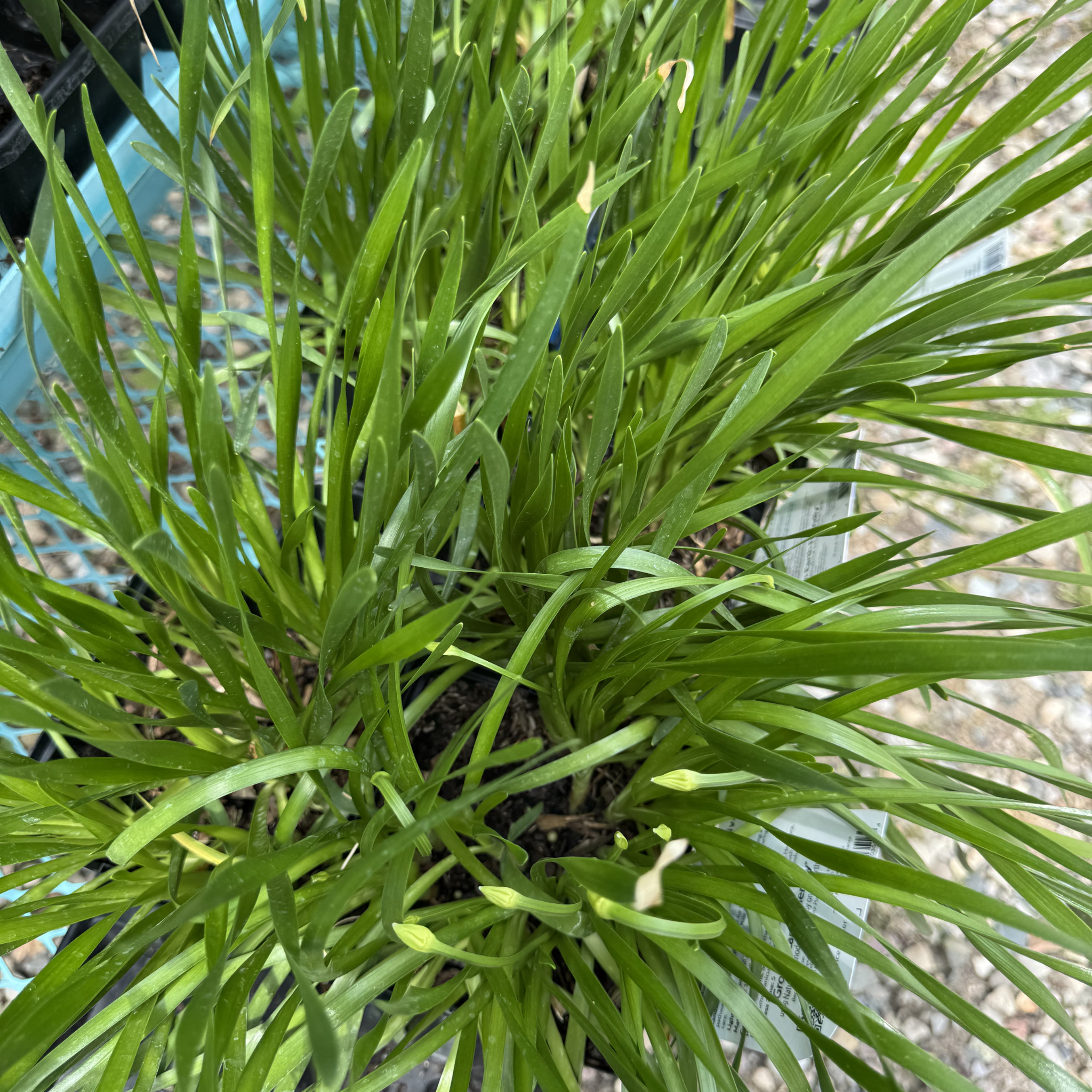 Millennium Ornamental Chive