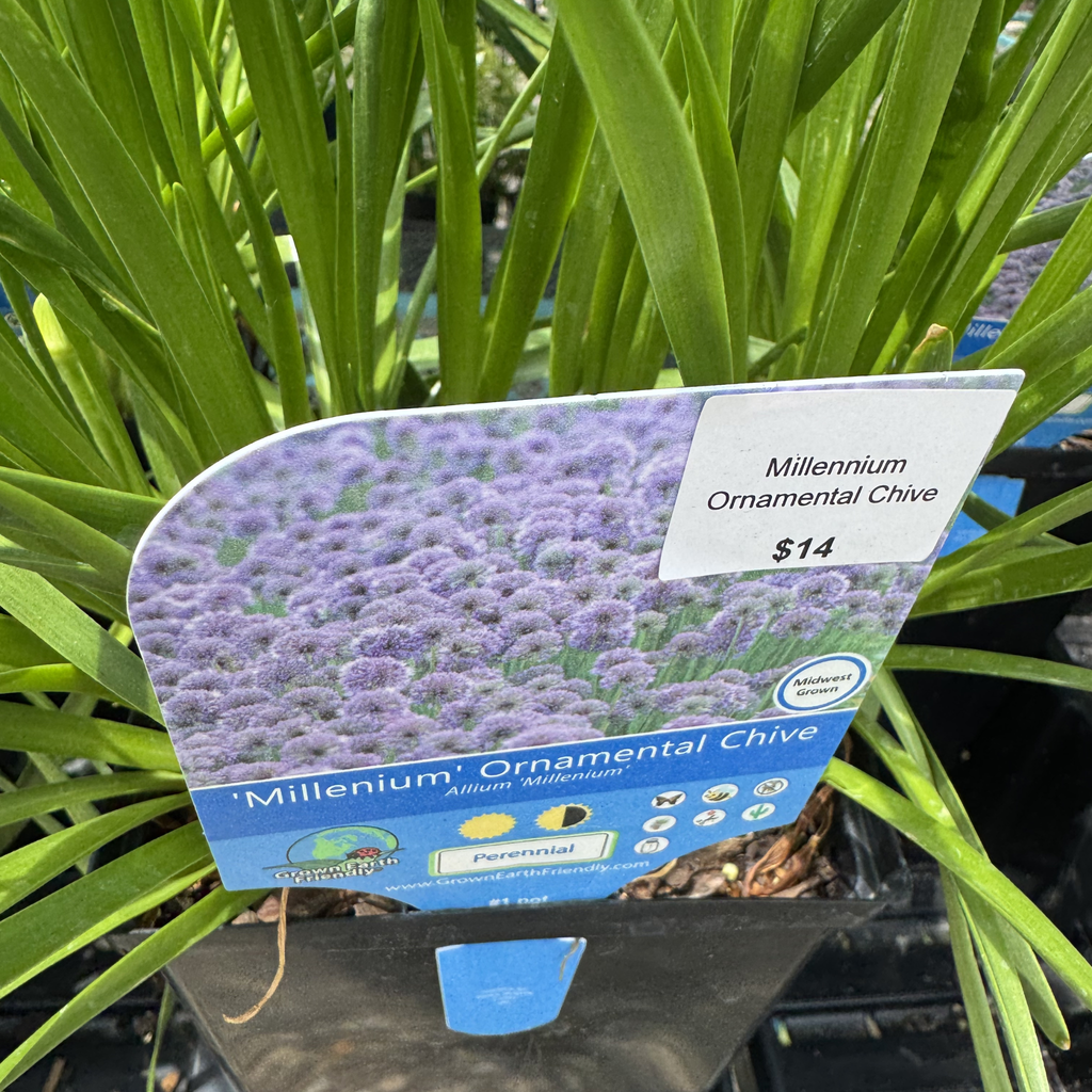 Millennium Ornamental Chive