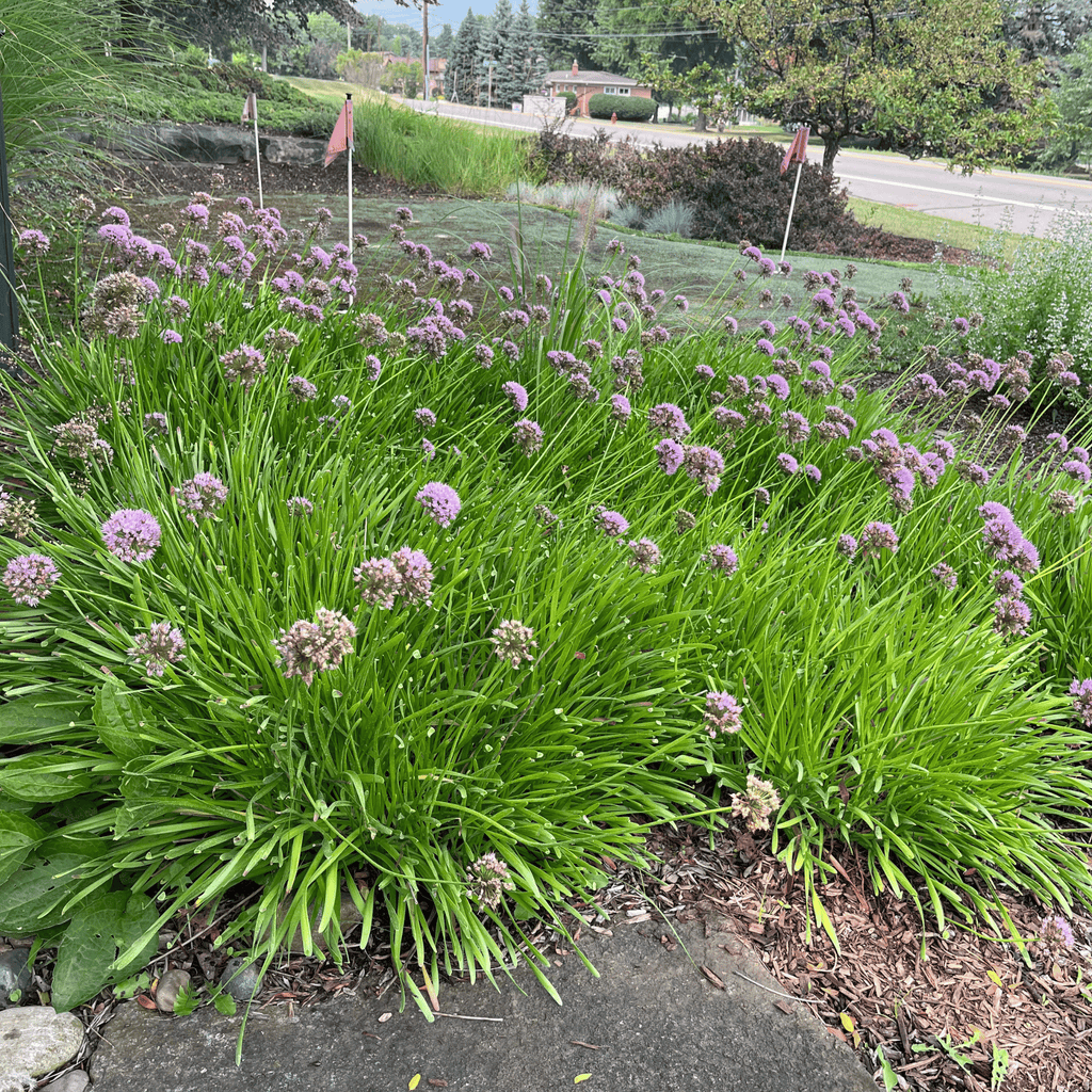 Millennium Ornamental Chive