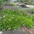 Millennium Ornamental Chive
