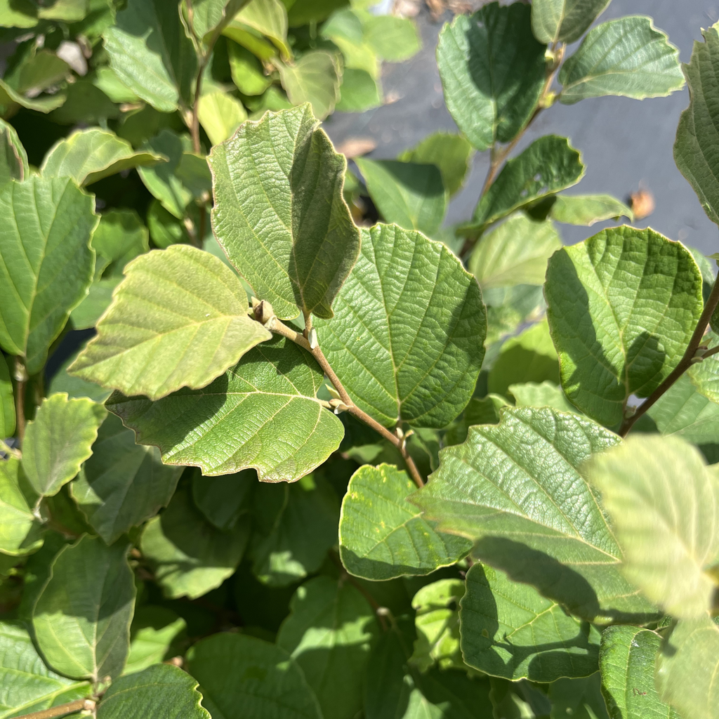 Mount Airy Fothergilla