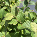 Mount Airy Fothergilla