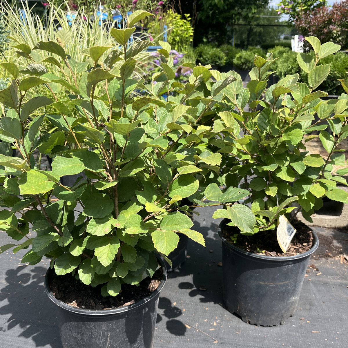 Mount Airy Fothergilla