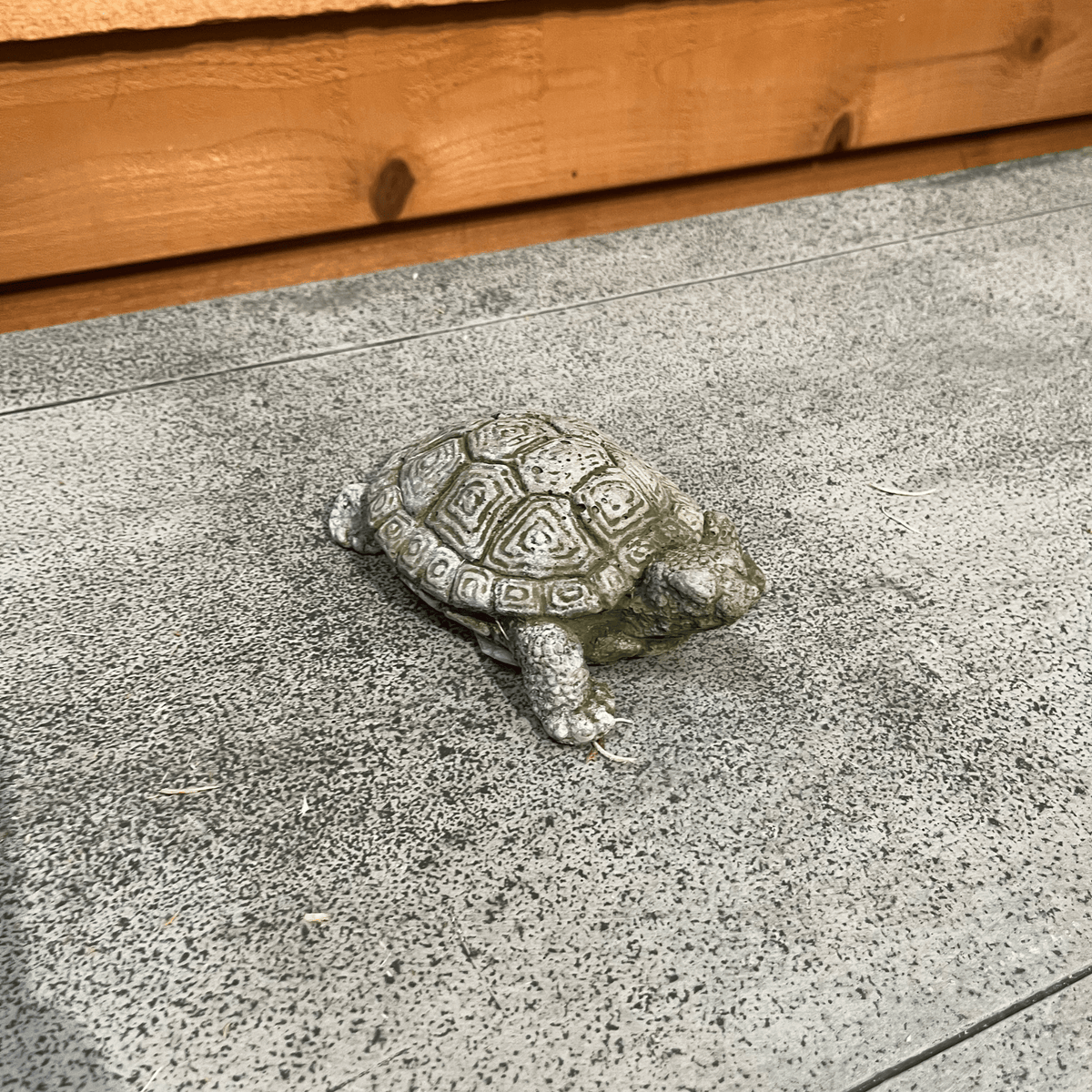 My Pet Turtle