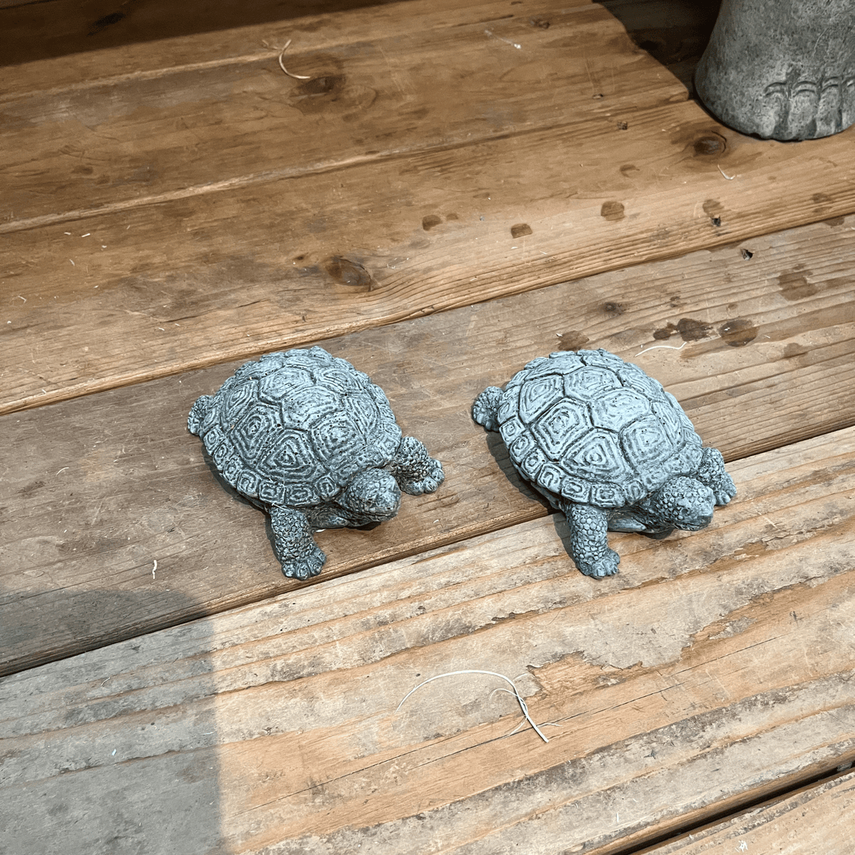My Pet Turtle