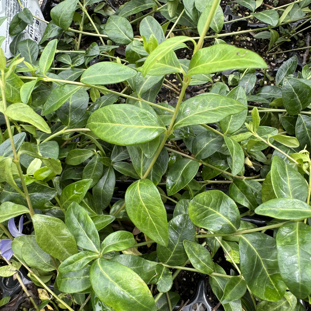 Myrtle - Vinca Minor