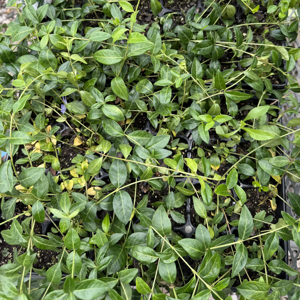 Myrtle - Vinca Minor