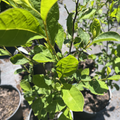 Northern Spicebush