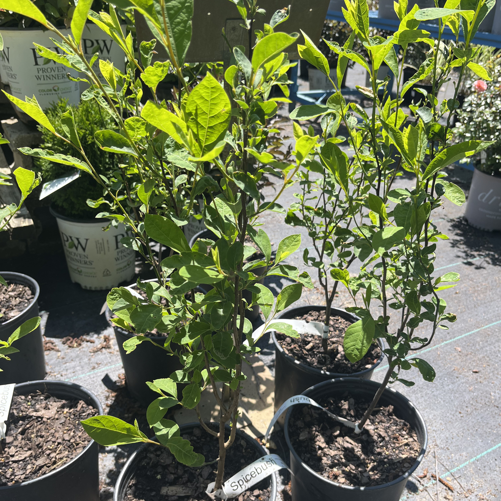 Northern Spicebush
