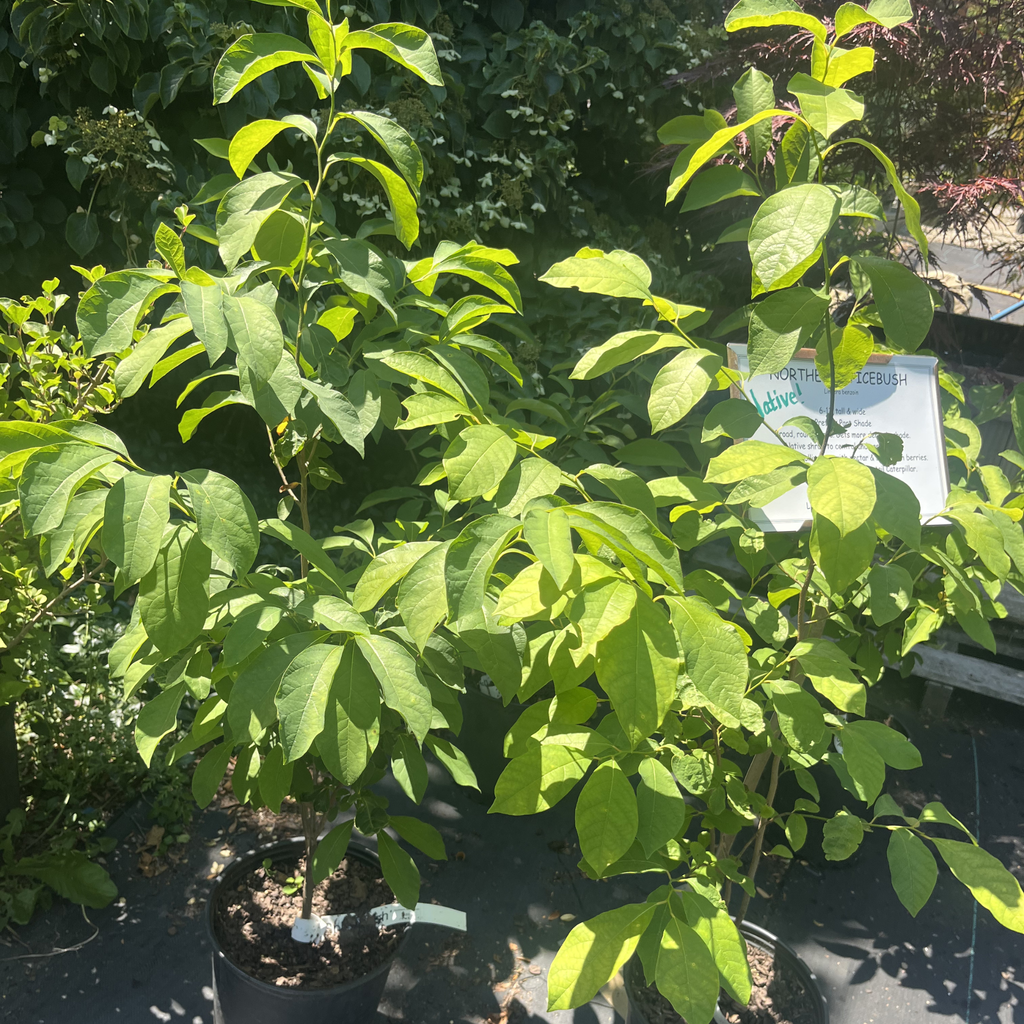 Northern Spicebush