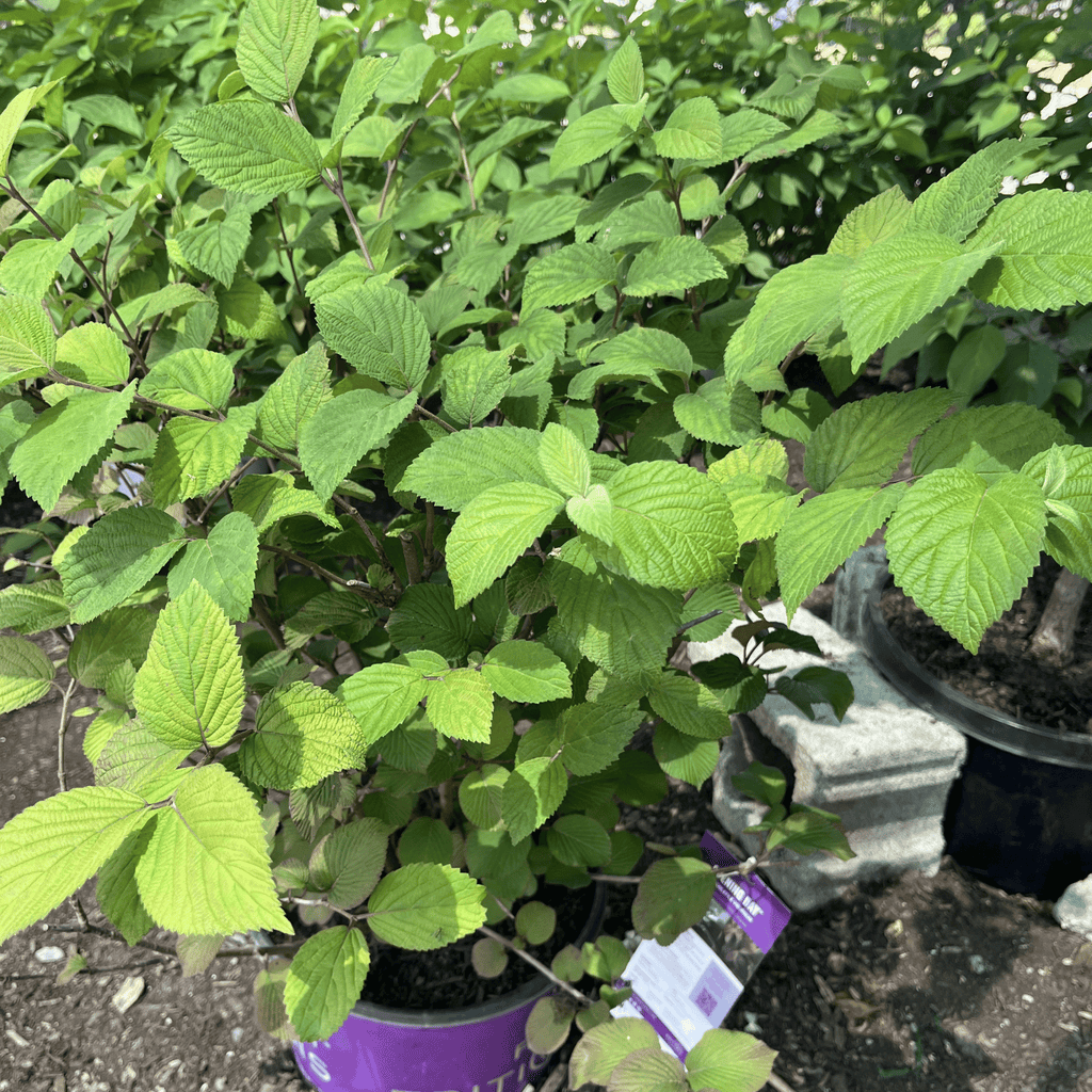 Opening Day Viburnum