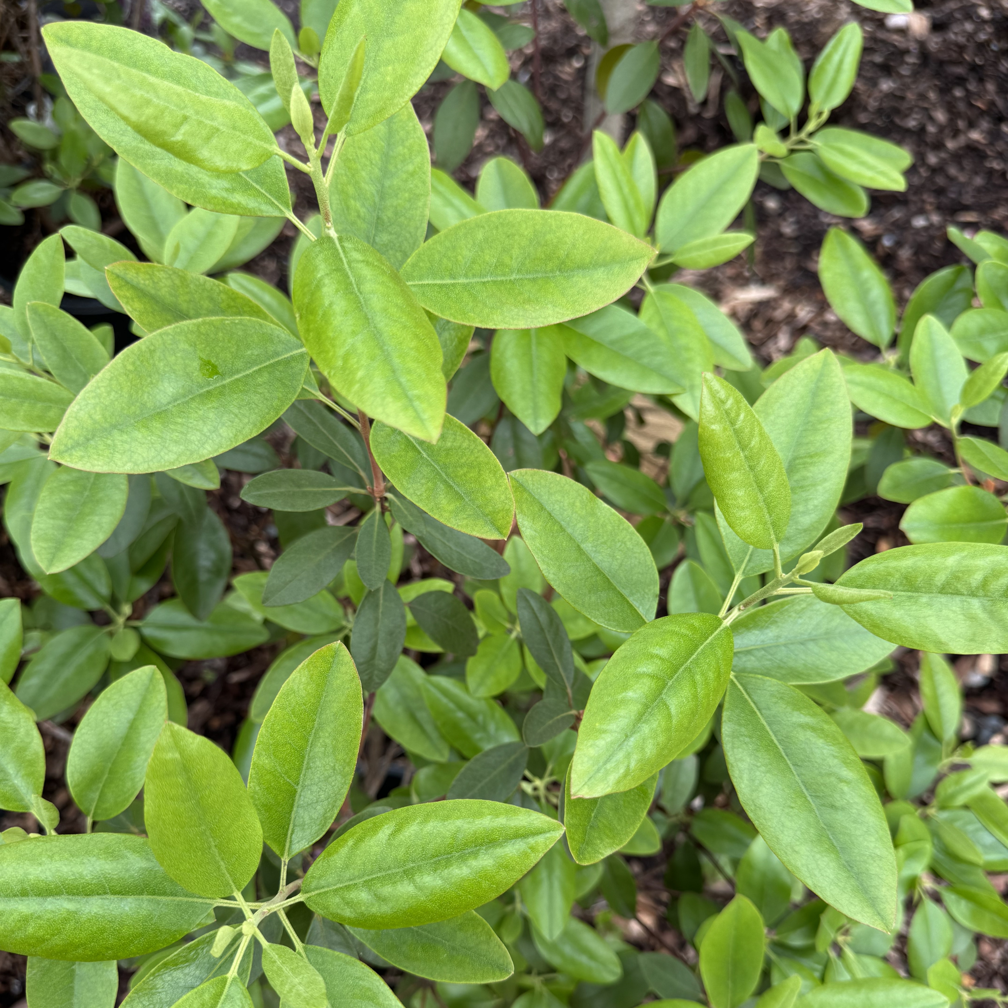 PJM Rhododendron