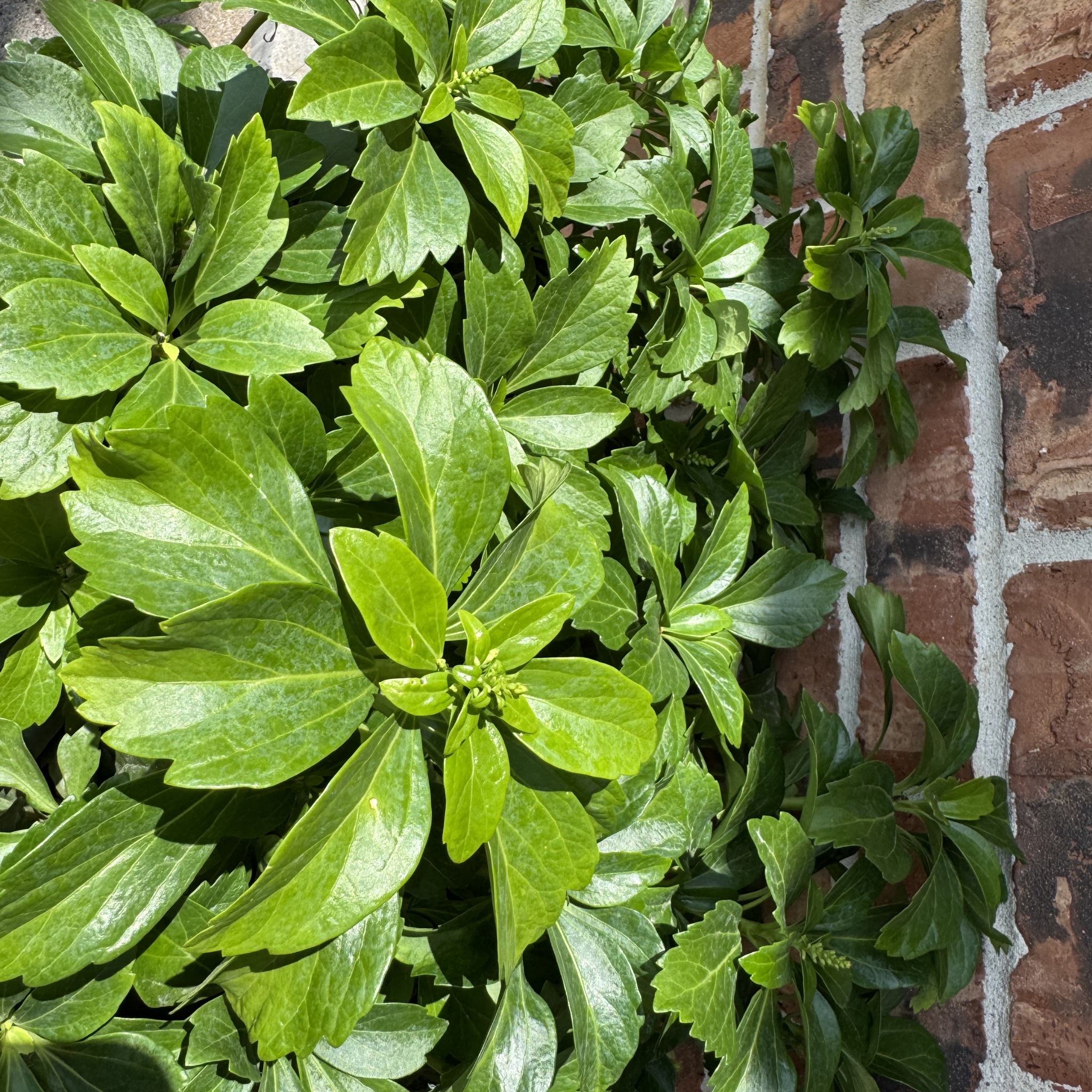 Pachysandra