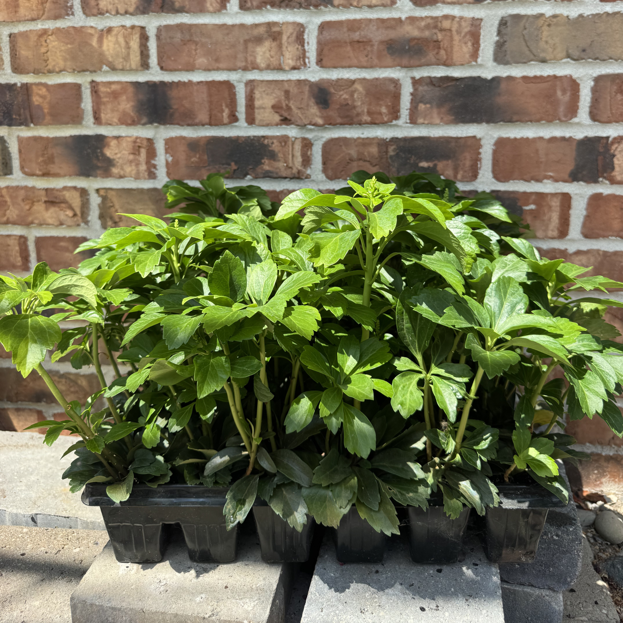 Pachysandra