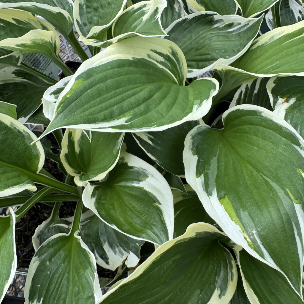 Patriot Hosta