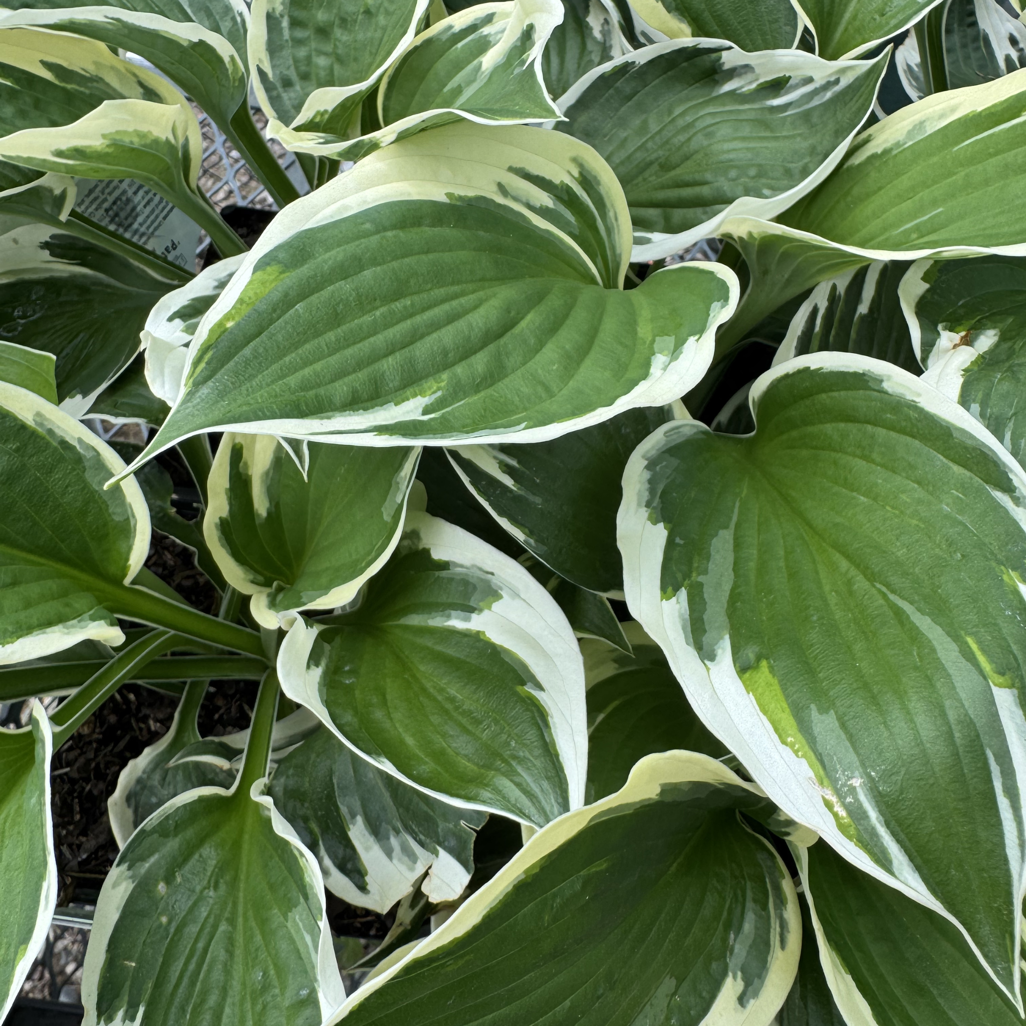 Patriot Hosta