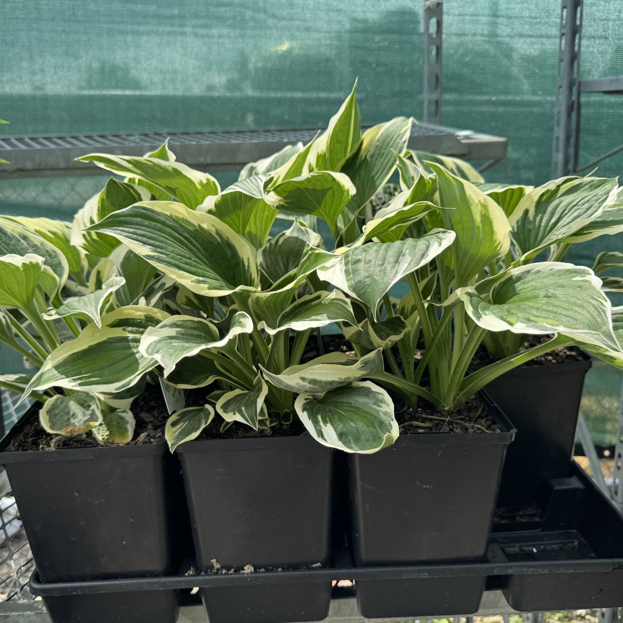 Patriot Hosta