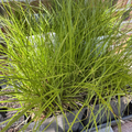 Pennsylvania Sedge