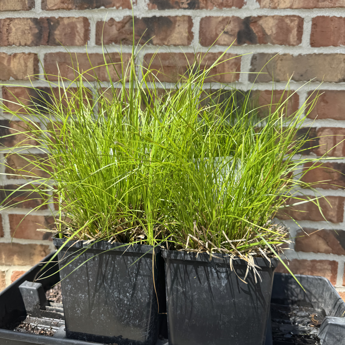 Pennsylvania Sedge