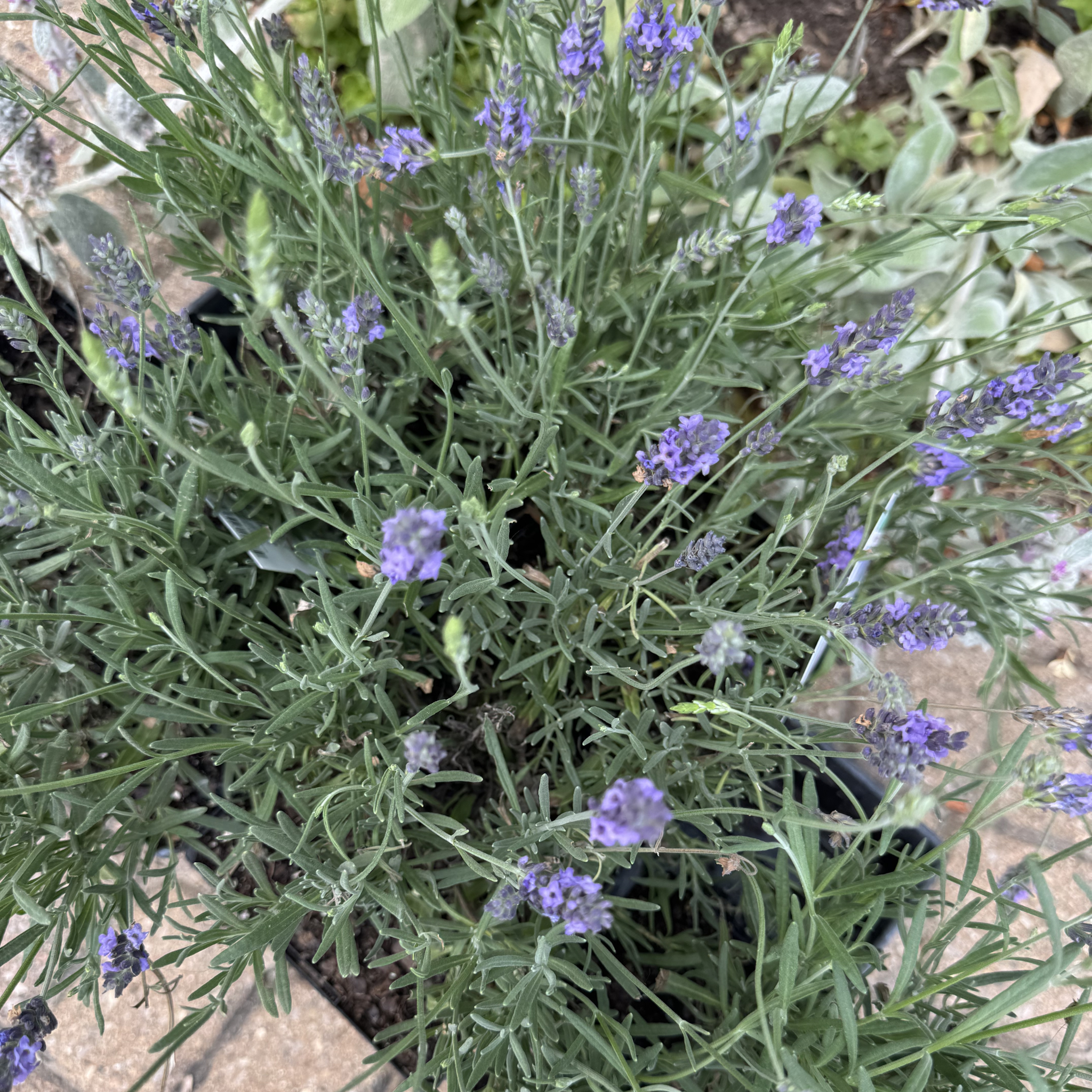 Phenomenal Lavender