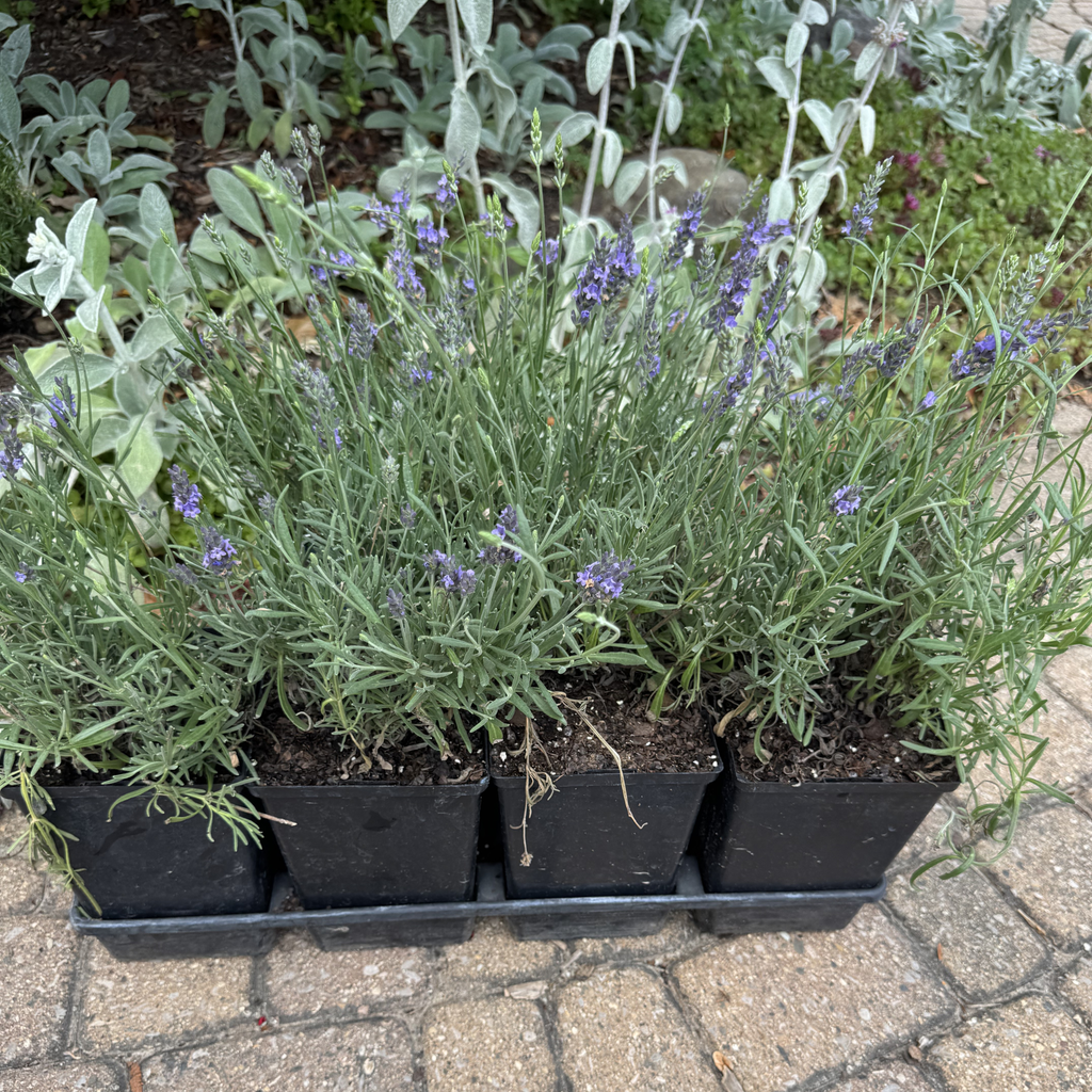 Phenomenal Lavender