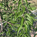 Pink Cascade Cherry