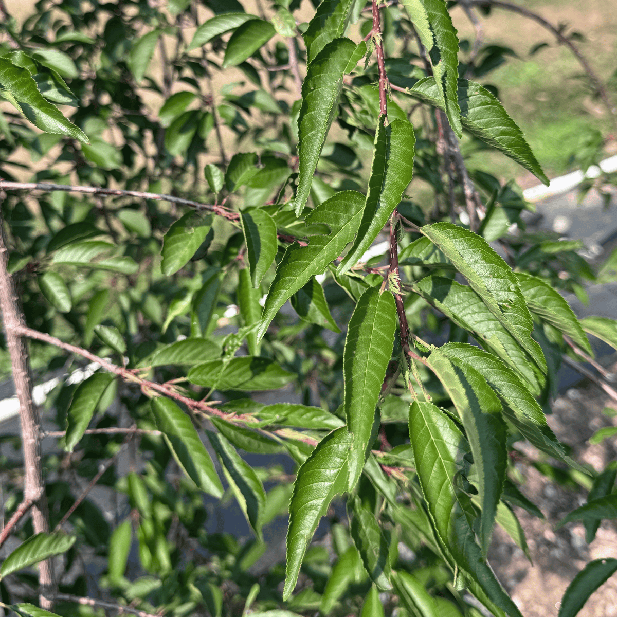 Pink Cascade Cherry