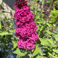 Baby Bloomer Butterfly Bush