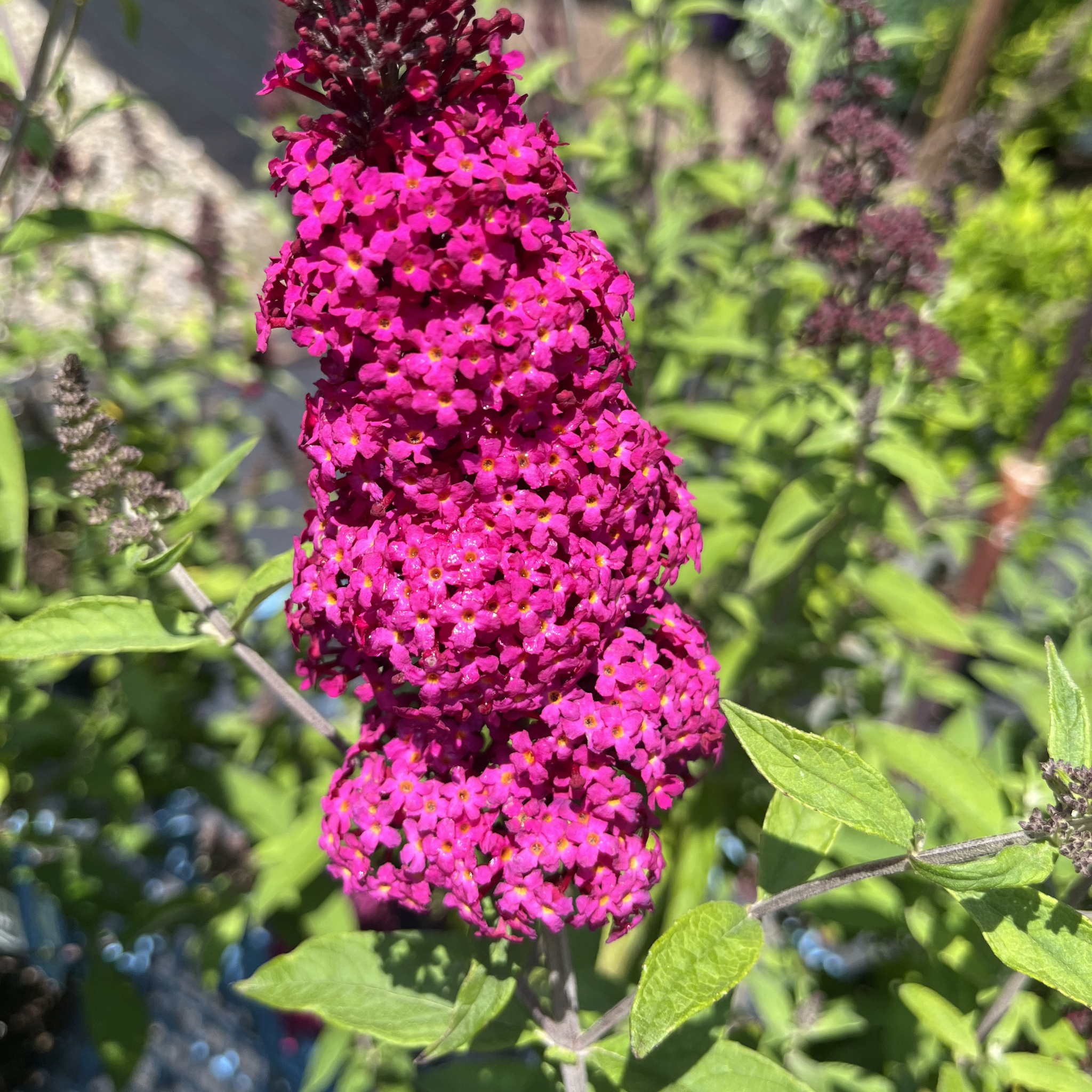 Baby Bloomer Butterfly Bush