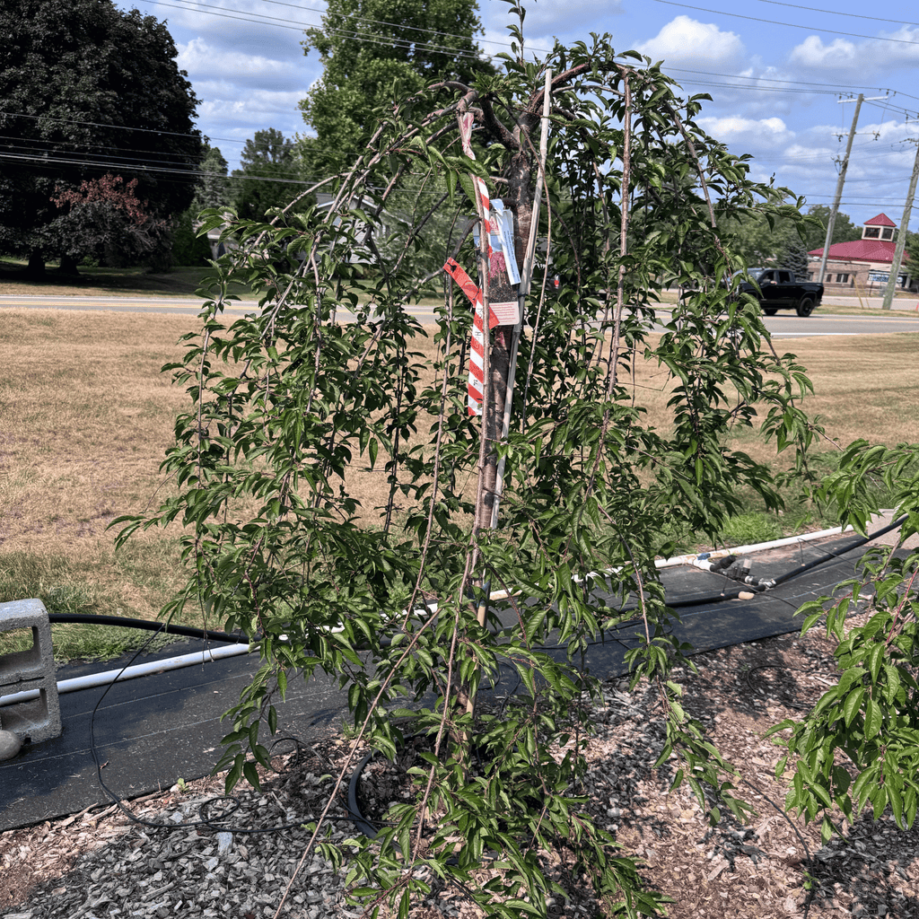 Pink Cascade Cherry