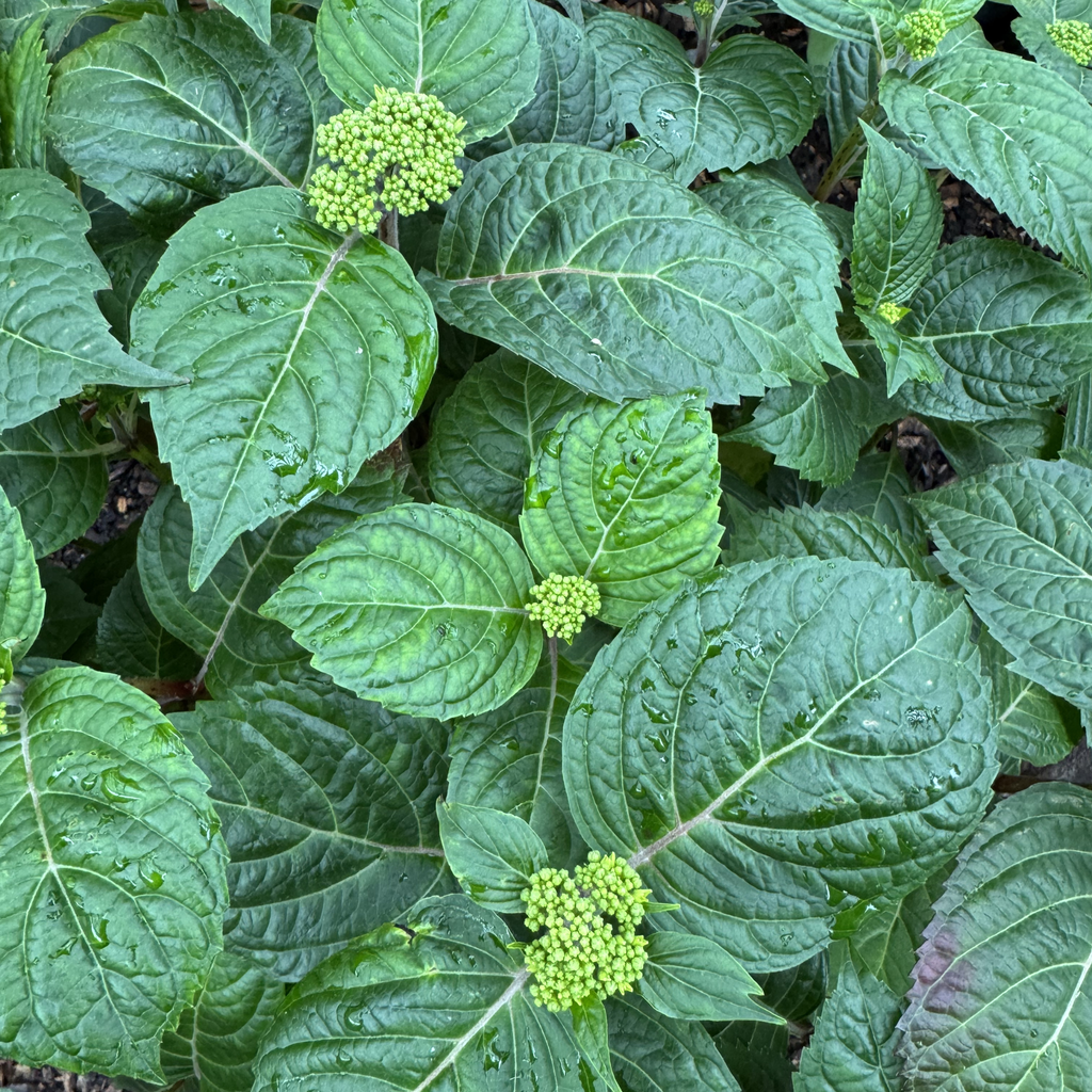 Popstar Hydrangea
