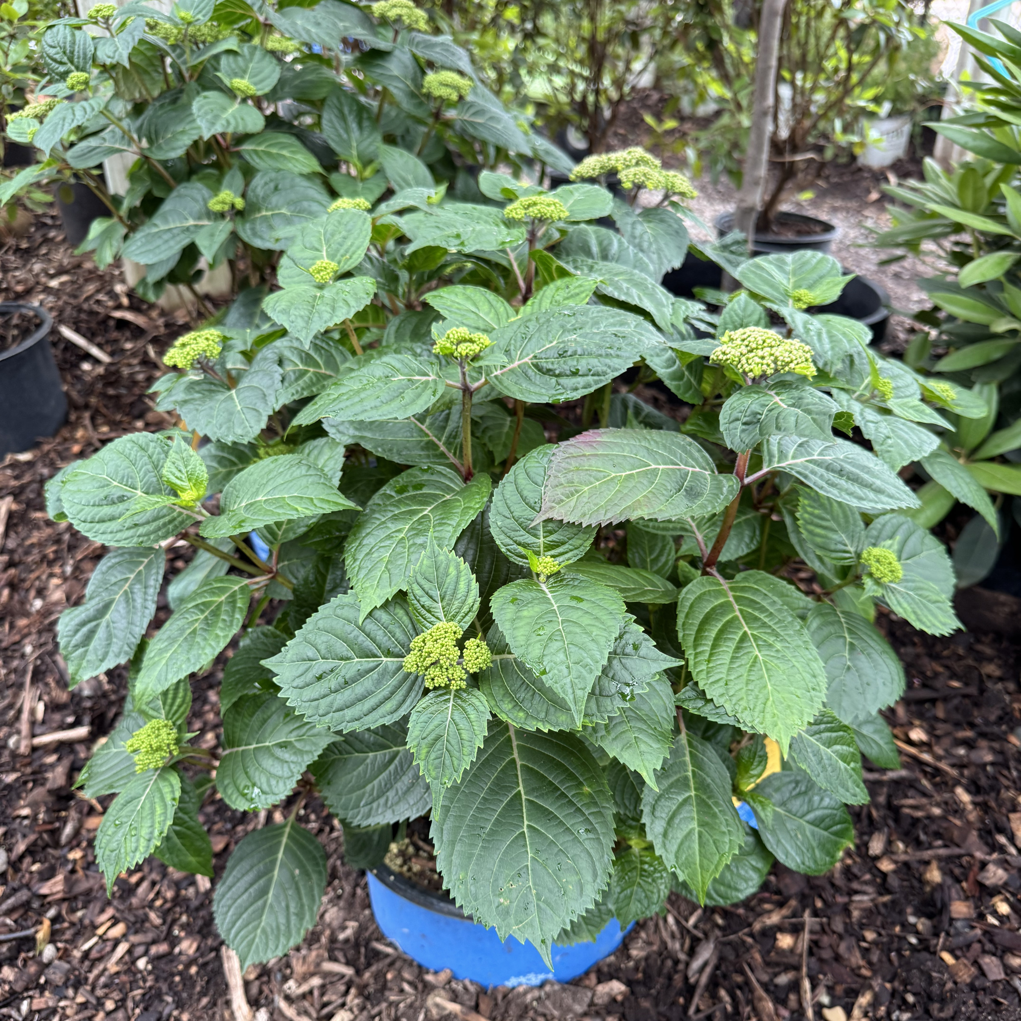 Popstar Hydrangea