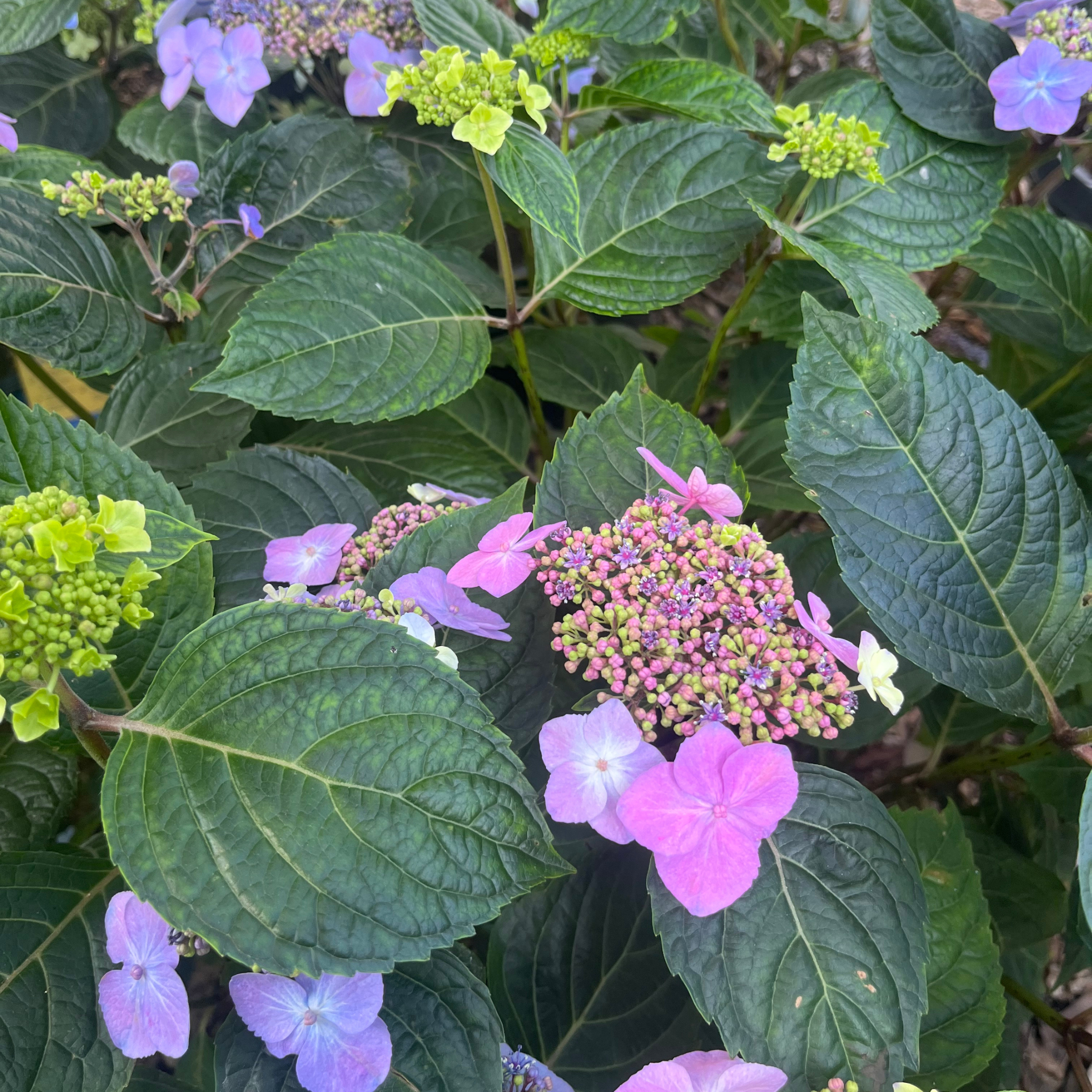 Popstar Hydrangea