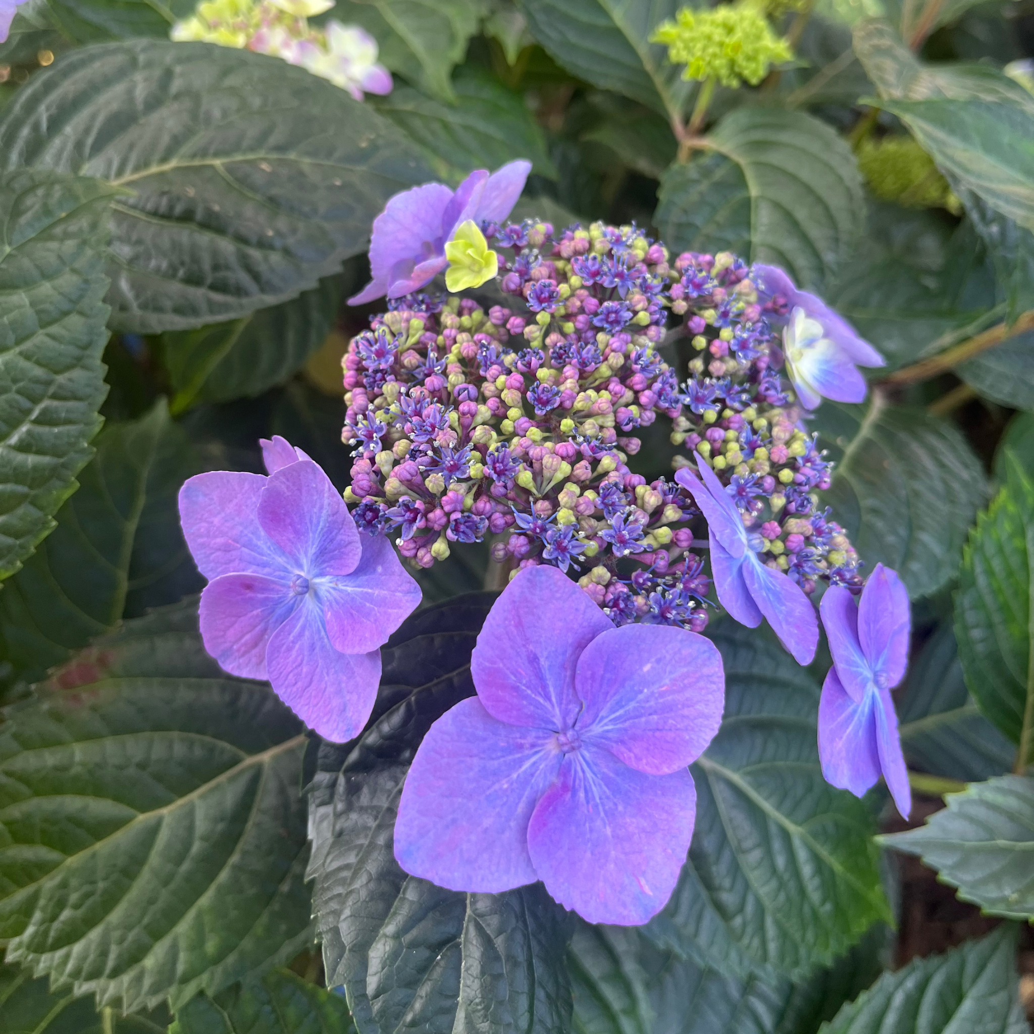 Popstar Hydrangea