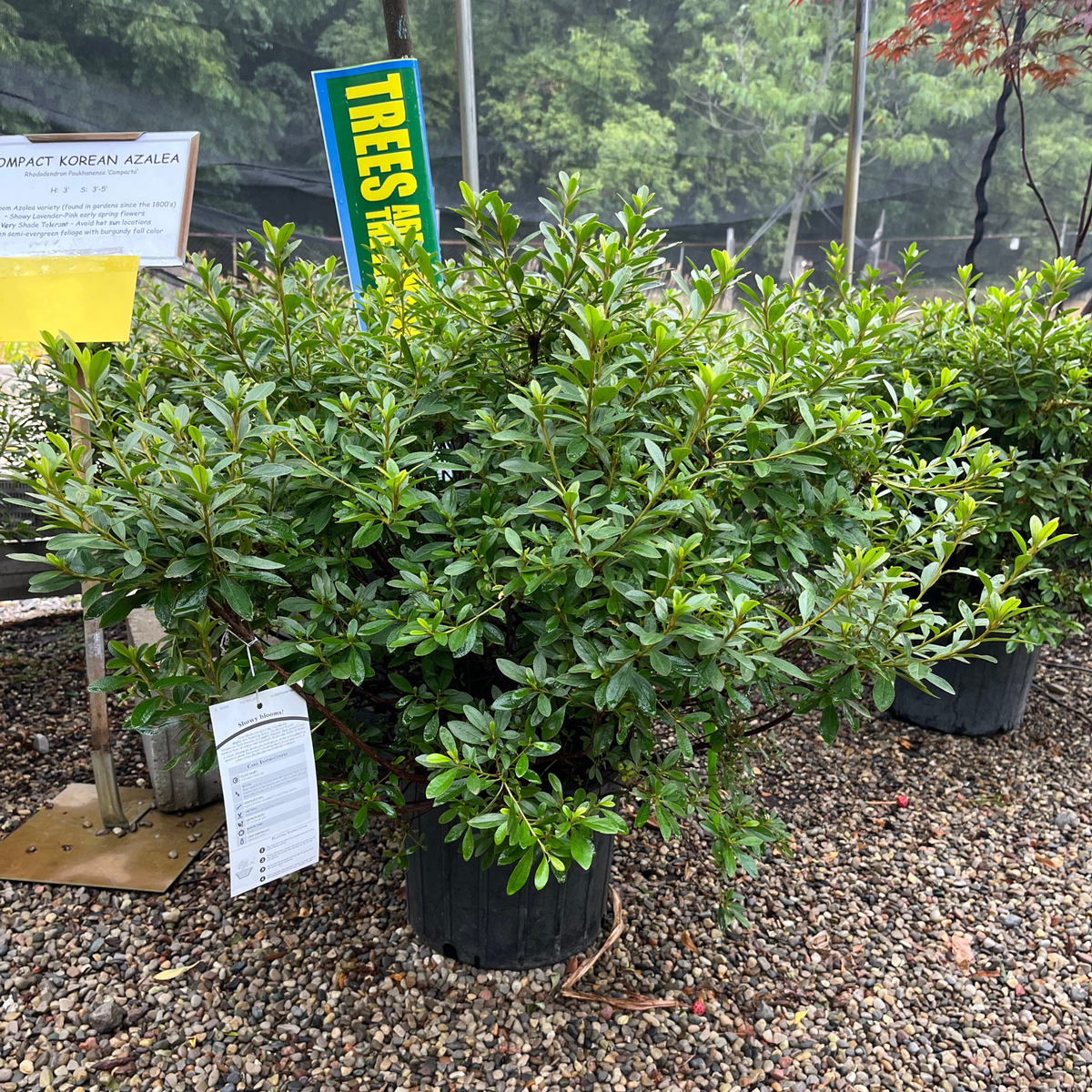 Poukhanense Azalea Compact