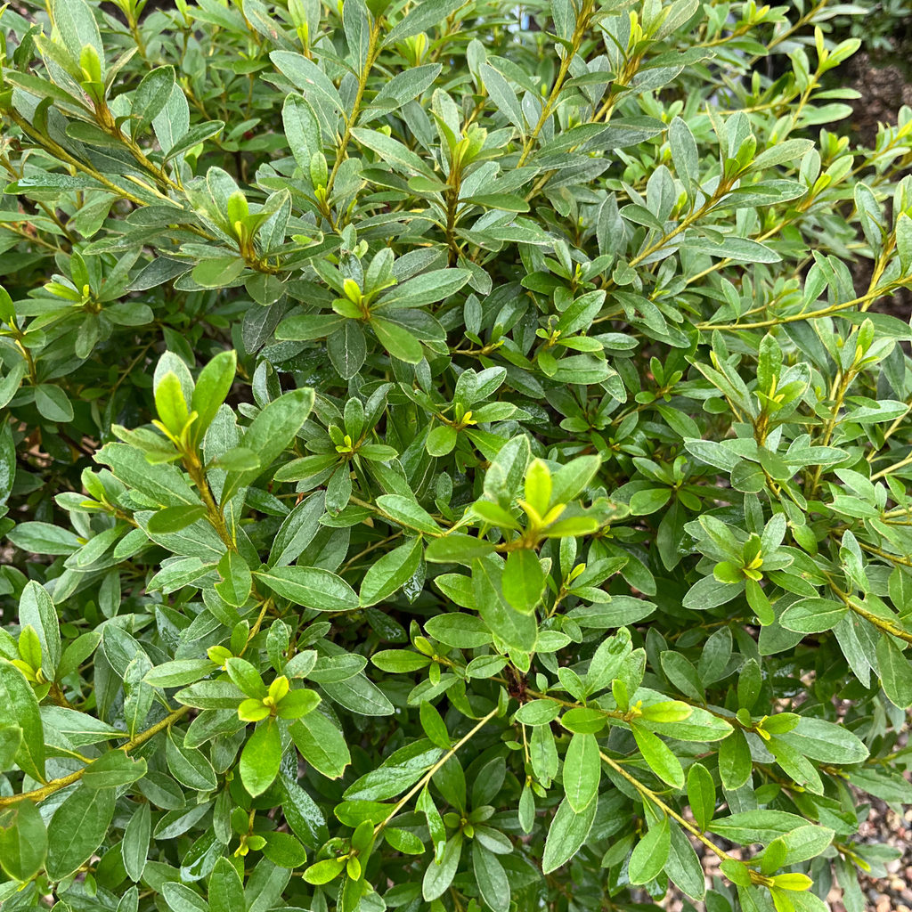 Poukhanense Azalea Compact