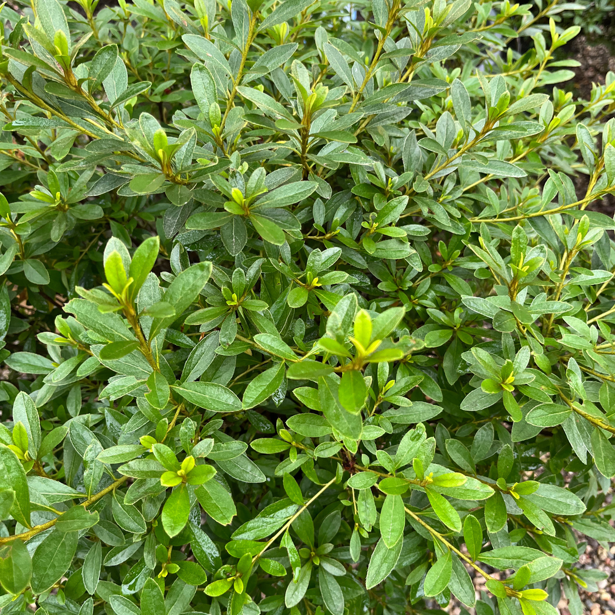 Poukhanense Azalea Compact