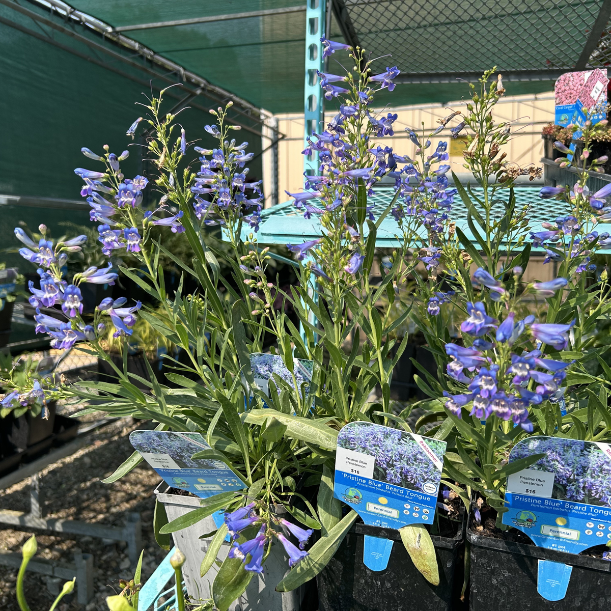Pristine Blue Penstemon