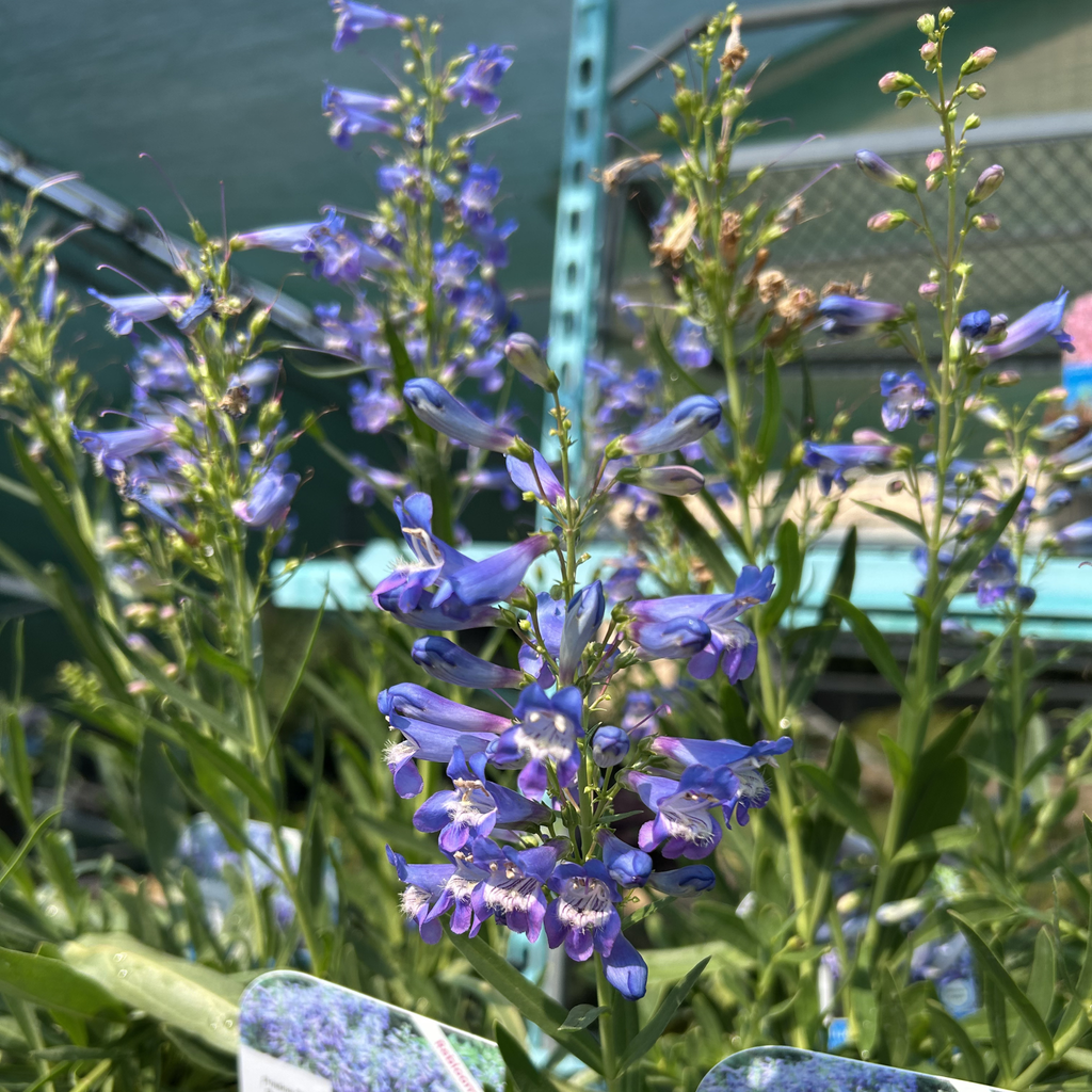 Pristine Blue Penstemon