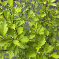 Purple Pillar Rose of Sharon
