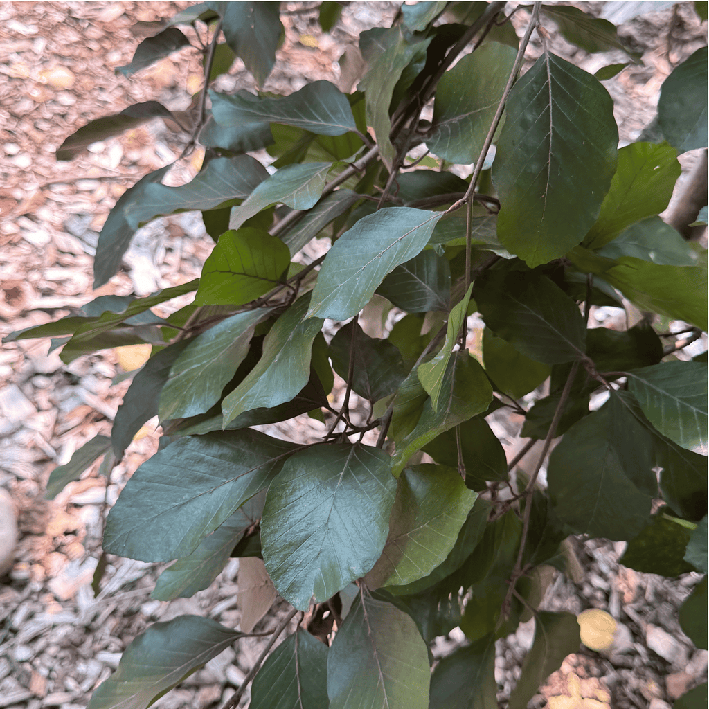 Purple Weeping Beech, low head