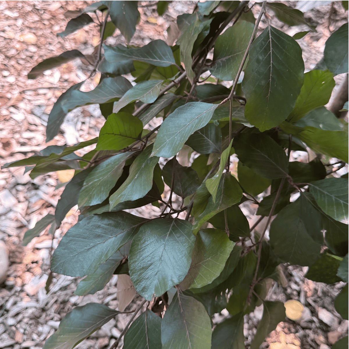 Purple Weeping Beech, low head