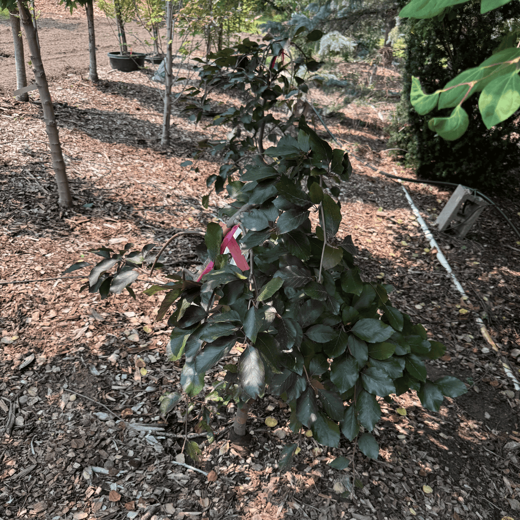 Purple Weeping Beech, low head