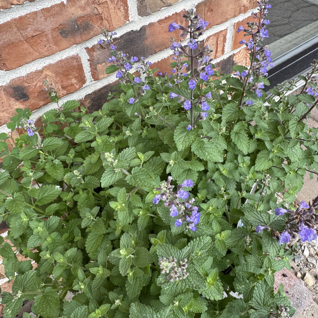 Purrsian Blue Nepeta