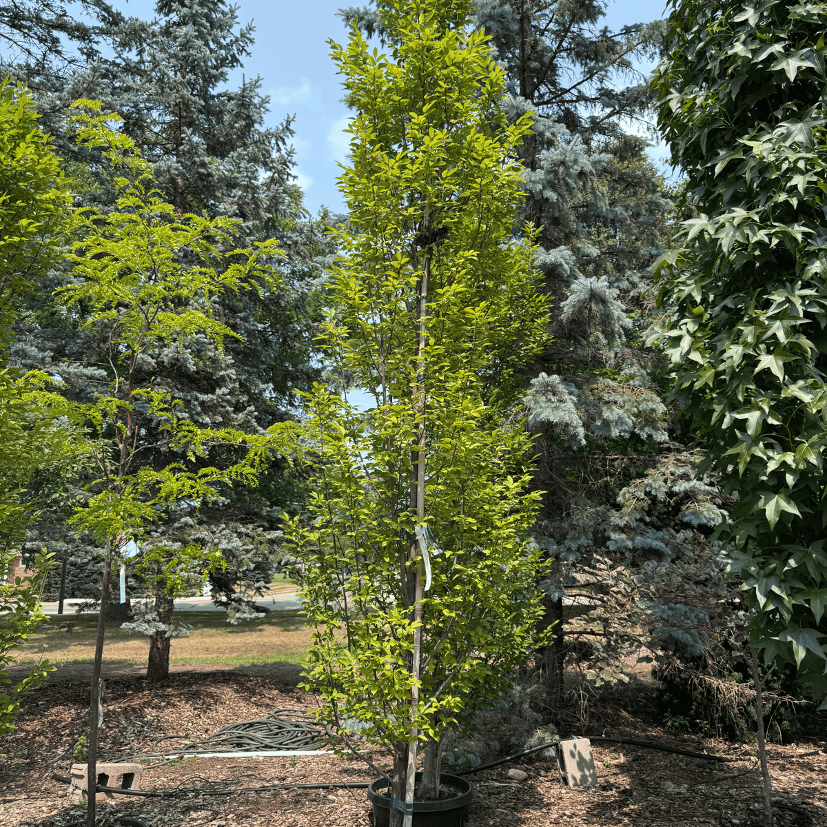 Pyramidal Hornbeam