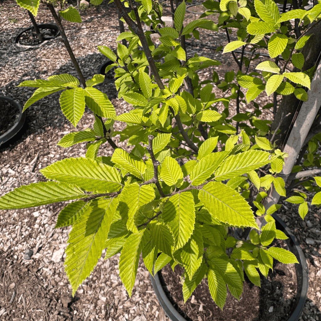 Pyramidal Hornbeam