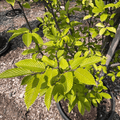 Pyramidal Hornbeam