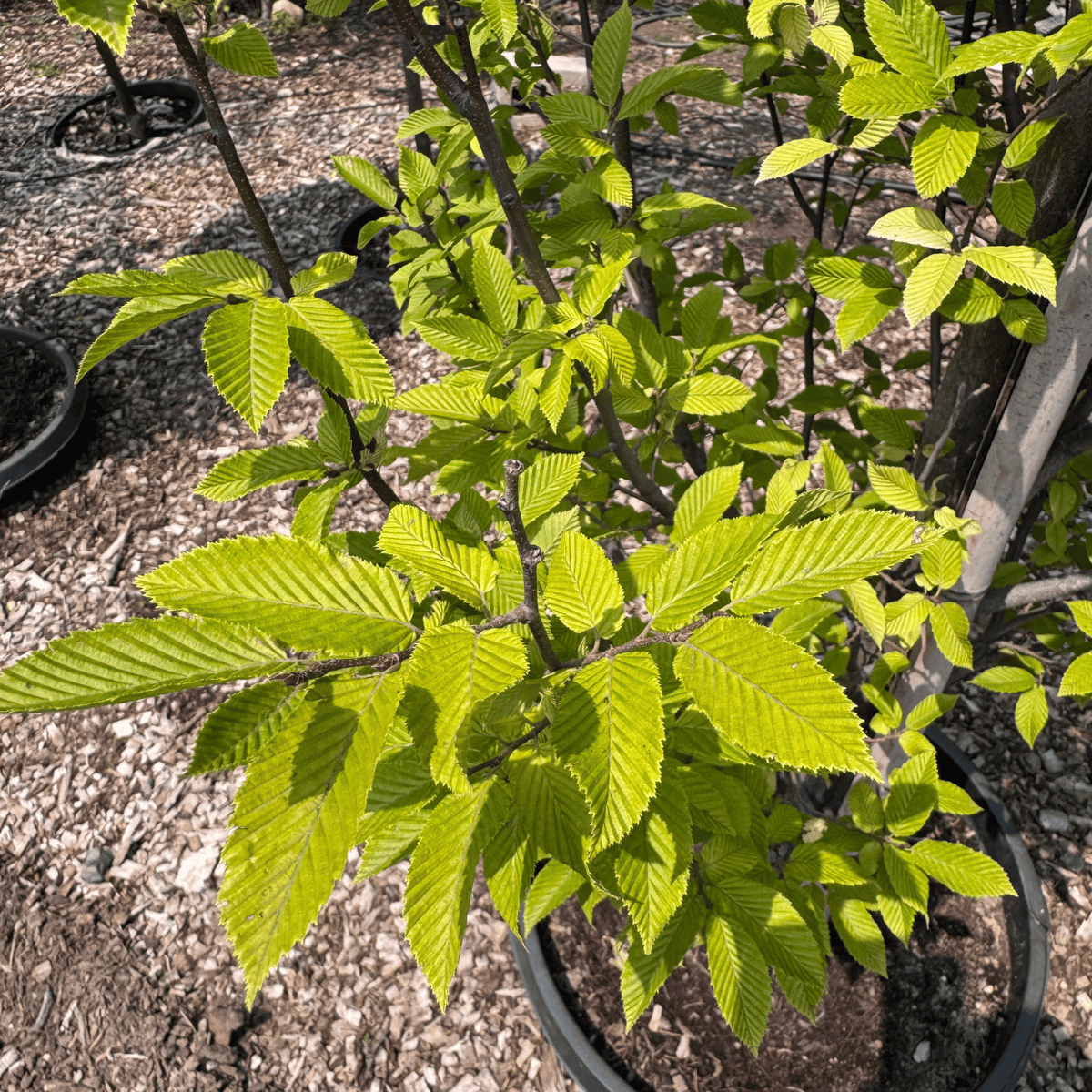 Pyramidal Hornbeam